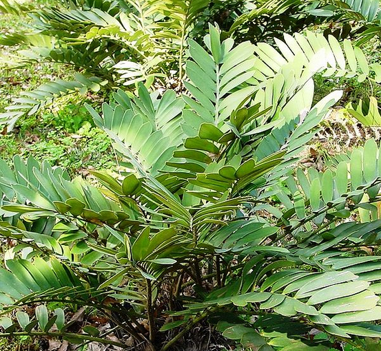Image of Cardboard Palm