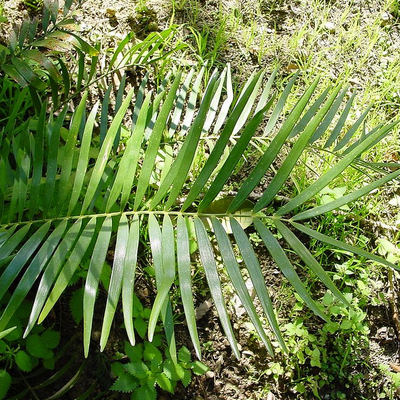 Image of Wild Sago 