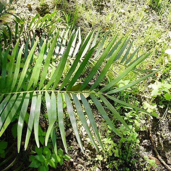 Image of Wild Sago 