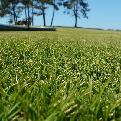 Image of Zoysia grass