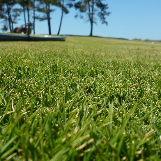 Image of Zoysia grass