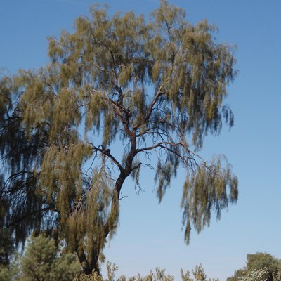 Image of Ironwood