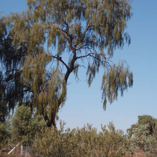 Image of Ironwood
