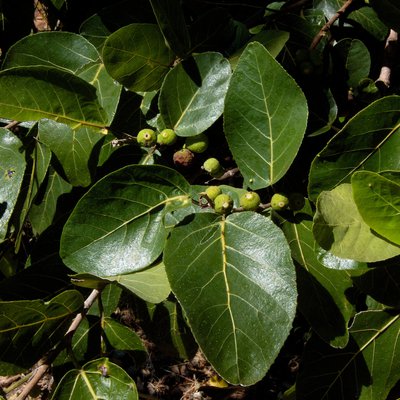 Image of Sandpaper Fig