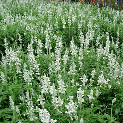 Image of Allard's Lavender