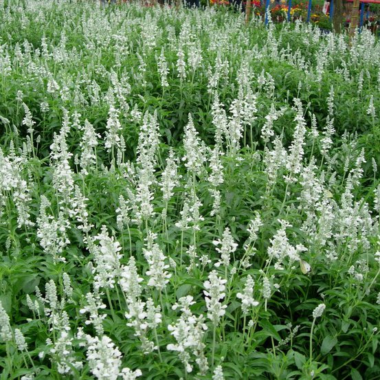 Image of Allard's Lavender