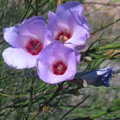 Image of Desert Rose