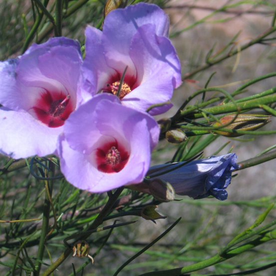 Image of Desert Rose
