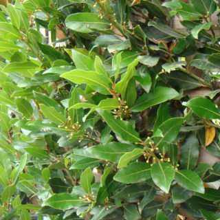 Image of Bay Tree 
