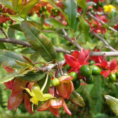 Image of Birds Eye Bush