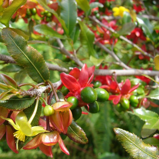 Image of Birds Eye Bush