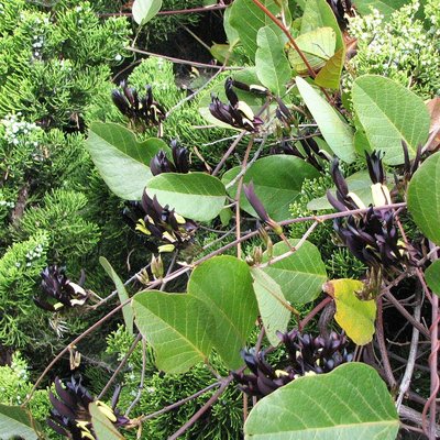 Image of Black Coral-pea