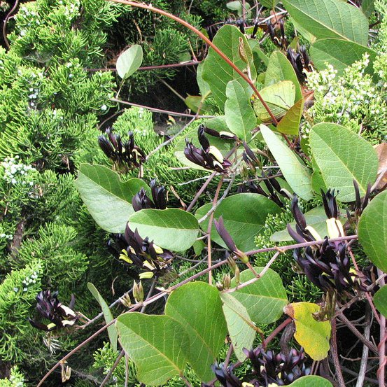Image of Black Coral-pea
