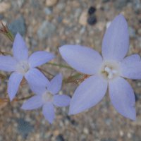 Image of Bluebell