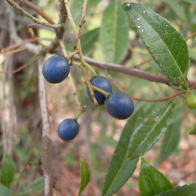 Image of Blueberry Ash