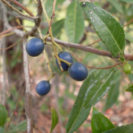 Image of Blueberry Ash