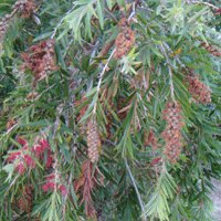 Image of Bottlebrush (Weeping)