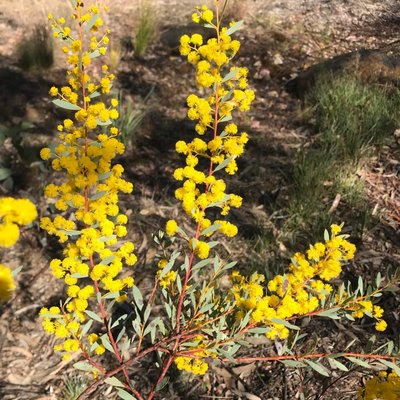 Image of Box-leaf Wattle