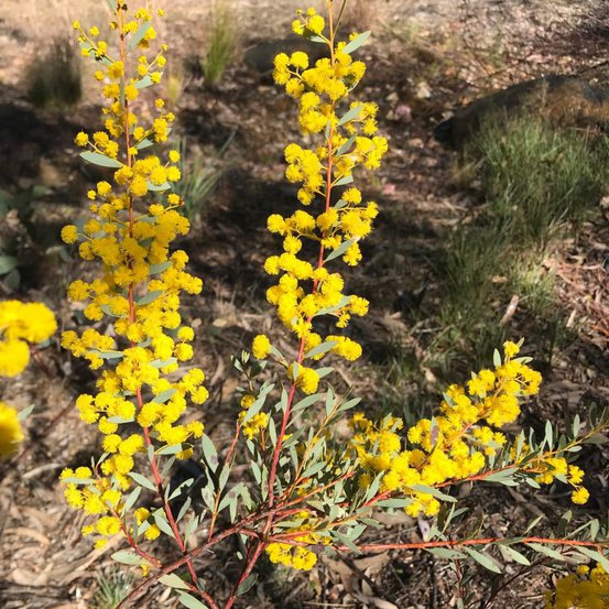Image of Box-leaf Wattle