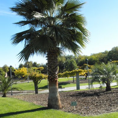 Image of Cotton Palm or Thread Palm
