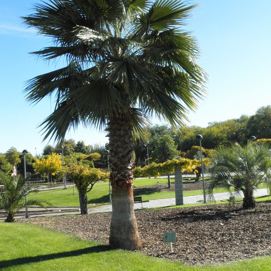 Image of Cotton Palm or Thread Palm
