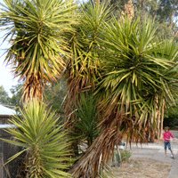 Image of Cabbage Tree 