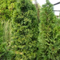 Image of Cedar