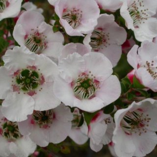 Image of Cherish