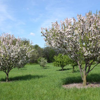 Image of Chinese flowering Crabapple 
