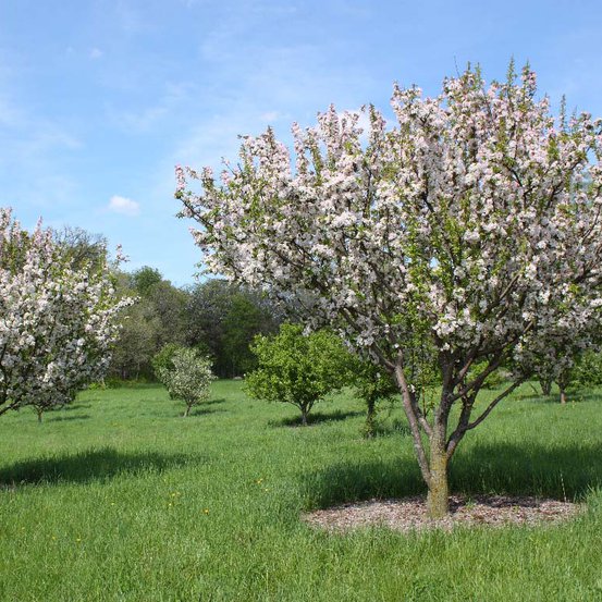 Image of Chinese flowering Crabapple 