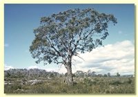Image of Cider Gum