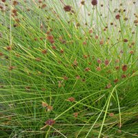 Image of Clubrush (Knobby)