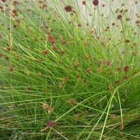 Image of Clubrush (Knobby)