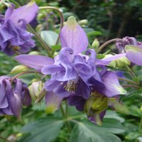Image of Columbine