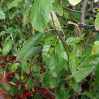 Image of Crab Apple
