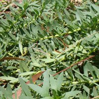Image of Creeping Boobialla 