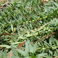 Image of Creeping Boobialla 