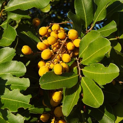 Image of Cupaniopsis