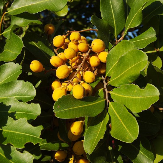 Image of Cupaniopsis