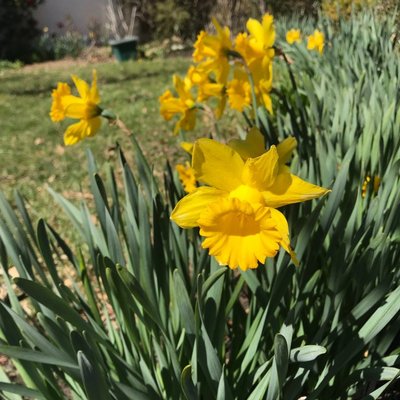 Image of Daffodil