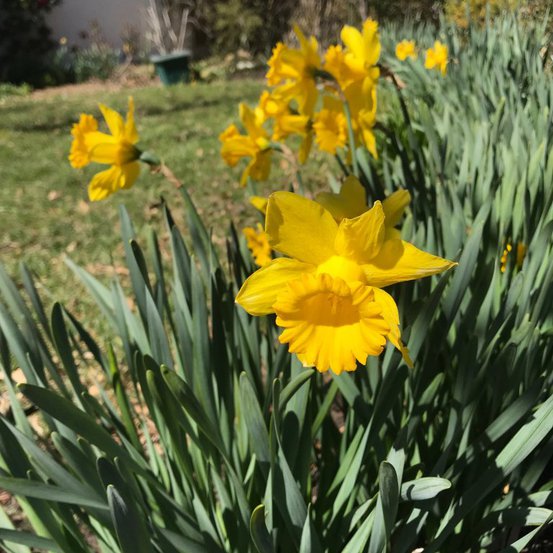 Image of Daffodil