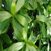 Image of Daphne