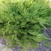 Image of Diosma
