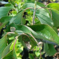 Image of Dogwood
