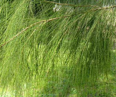 Image of Drooping She-oak