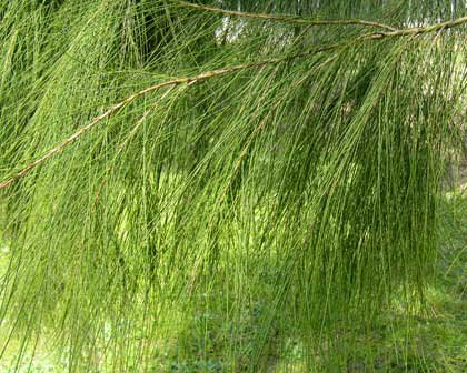 Image of Drooping She-oak