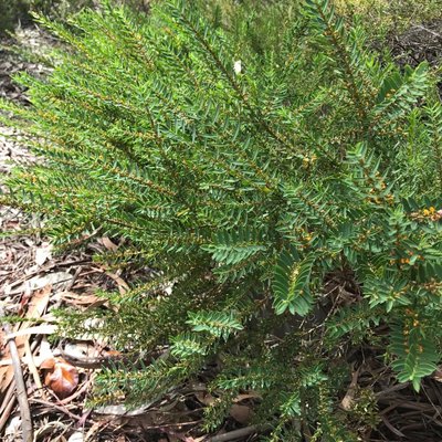 Image of Dwarf Eutaxia