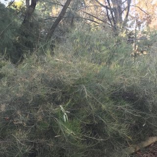 Image of Dwarf She-oak