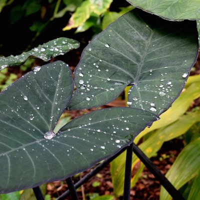 Image of Elephant's ears