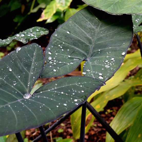 Image of Elephant's ears